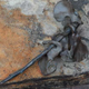 Four femurs threaded onto a stick.